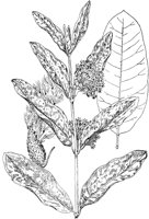 PLF244A.TIF