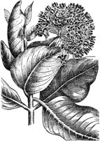 PLF243D.TIF