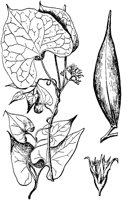 PLF243C.TIF