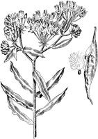 PLF243A.TIF