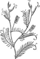 PLF242F.TIF