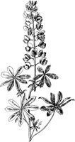 PLF242E.TIF
