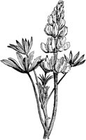 PLF242C.TIF