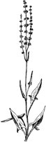 PLF242B.TIF