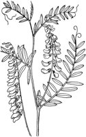 PLF242A.TIF