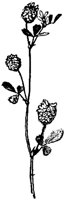 PLF241J.TIF