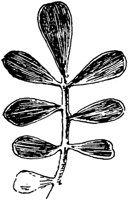 PLF241I.TIF