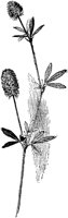 PLF241H.TIF