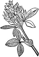 PLF241G.TIF