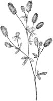 PLF241F.TIF