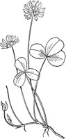 PLF241E.TIF