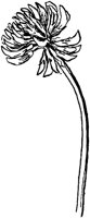 PLF241D.TIF