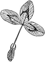 PLF241C.TIF
