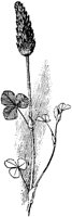 PLF241B.TIF