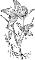 PLF240F.TIF