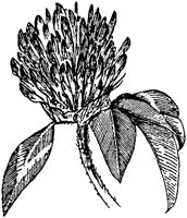 PLF240E.TIF