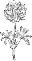 PLF240D.TIF