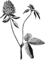 PLF240C.TIF