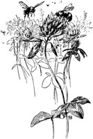 PLF240B.TIF
