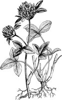 PLF240A.TIF