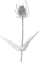 PLF239E.TIF