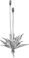 PLF239C.TIF