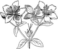 PLF239A.TIF