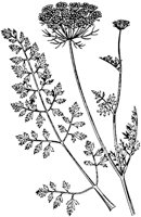 PLF238F.TIF
