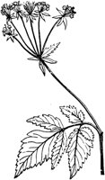 PLF238E.TIF