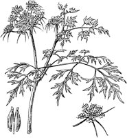 PLF238D.TIF