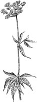PLF238C.TIF
