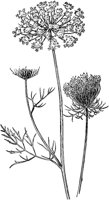 PLF238B.TIF