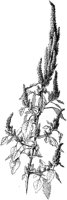 PLF237G.TIF