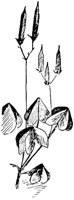 PLF237F.TIF