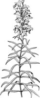 PLF237E.TIF