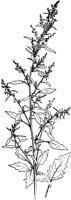 PLF237C.TIF