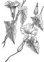 PLF237A.TIF