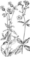 PLF236E.TIF