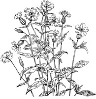 PLF236D.TIF