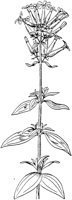 PLF235F.TIF