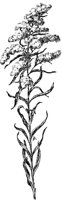 PLF235E.TIF
