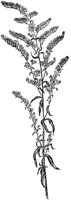 PLF235C.TIF