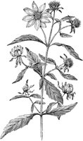 PLF234F.TIF