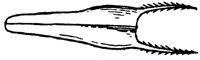 PLF234E.TIF