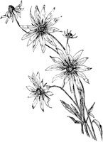 PLF234C.TIF