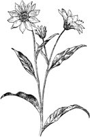 PLF233E.TIF