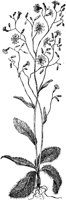 PLF233C.TIF