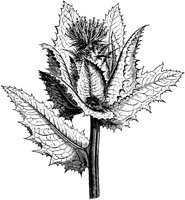 PLF232G.TIF