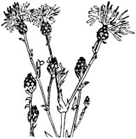PLF232F.TIF