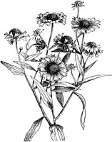 PLF232E.TIF